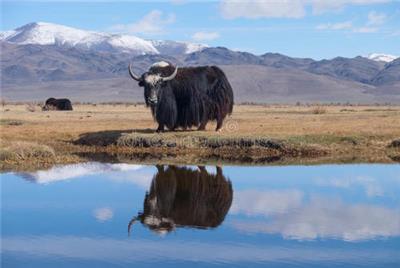 牦牛奶粉廠家-代加工-貼牌